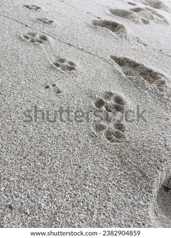 dog paw foot step in the sand