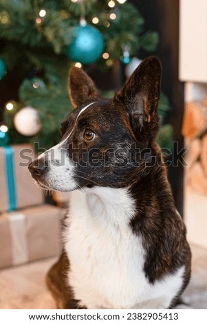 Welsh Corgi Pembroke. Christmas. A thoroughbred dog and a Christmas gift. Holidays and events.