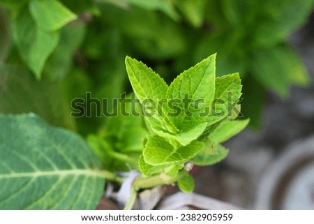 The leaves of the flower with the Latin name Hydrangea macrophylla are a species of flowering plant in the Hydrangeaceae family, native to Japan