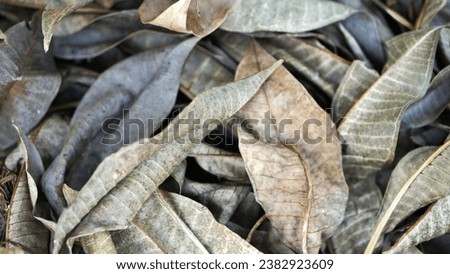 Dry leaves that are brown and yellow in colour
