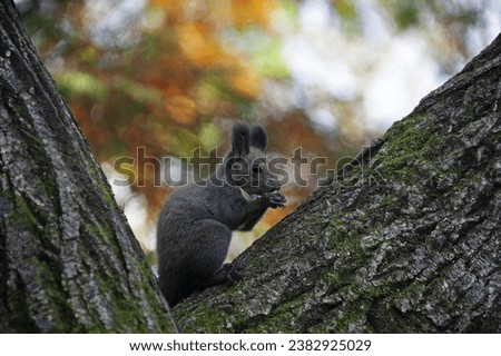 Autumnal view of an Eurasian Red Squirrel(Sciurus vulgaris coreae) standing and eating on tree against maple background at National Arboretum near Pocheon-si, South Korea
