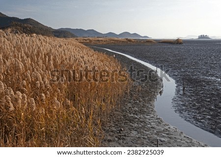 Autumnal and afternoon view of reeds besides channel and mud flat at low tide at Suncheon Bay near Suncheon-si, South Korea
 Royalty-Free Stock Photo #2382925039