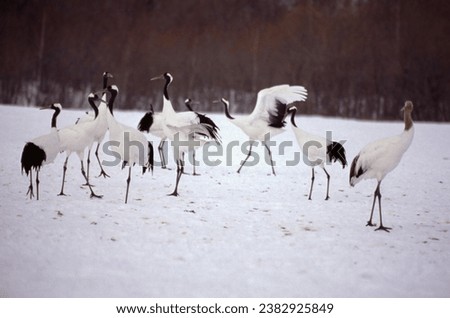The red-crowned crane has snow-white primary feathers with a black face and neck. White feathers extend from behind the eyes to the nape, and a red patch tops the crane's head, giving it its name. 