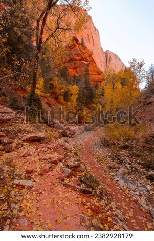autumn colored leaves along a hiking trail