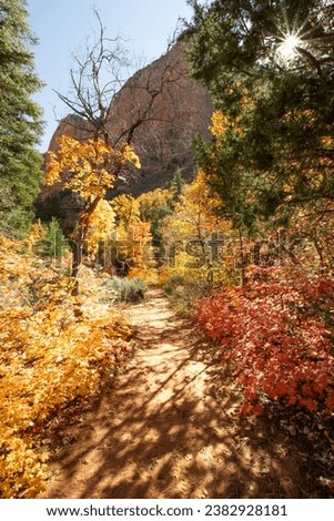 autumn colored leaves along a hiking trail