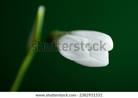 Pretty snowdrop flowers in the February sunshine Royalty-Free Stock Photo #2382931531