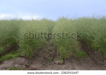 Asparagus officinalis farm field in rural germany Royalty-Free Stock Photo #2382931647