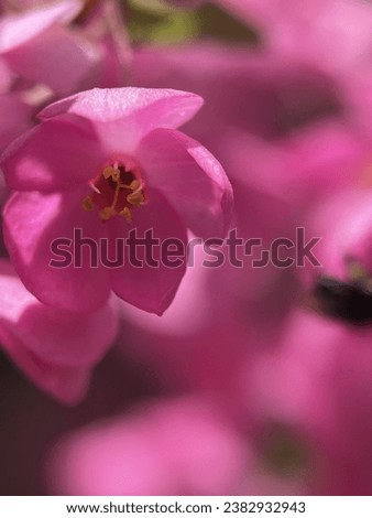 Macro view of wild flower with blurry background