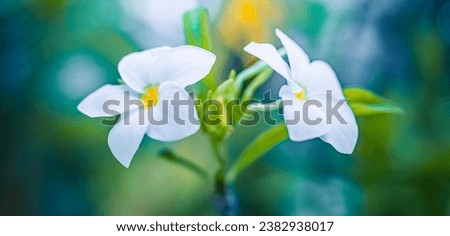 Abstract floral panorama. Tropical blur serene lush foliage with white blooming Frangipani flowers. Idyllic love couple honeymoon blossoms. exotic tropical flower in bloom, beautiful natural colors Royalty-Free Stock Photo #2382938017