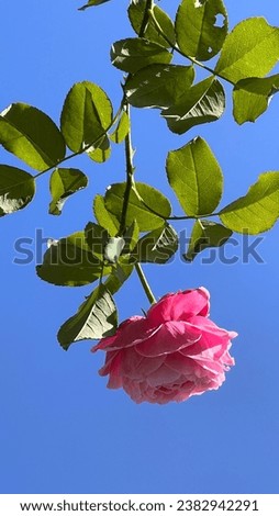 Beautiful pink rose with blue sky background