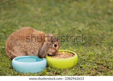 Cute rabbit eating dried food from ceramic bowl in outdoors, side view