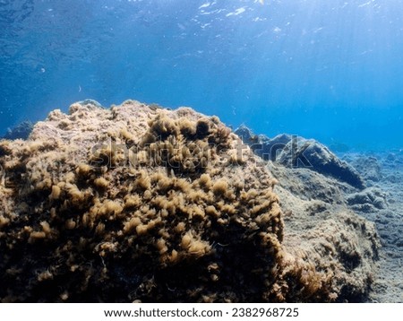 Underwater pictures, diving pictures, blue ocean snorkel Royalty-Free Stock Photo #2382968725