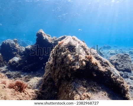 Underwater pictures, diving pictures, blue ocean snorkel Royalty-Free Stock Photo #2382968727