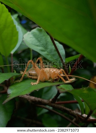 

dark bush-cricket (Pholidoptera griseoaptera) on leaves  Royalty-Free Stock Photo #2382971073