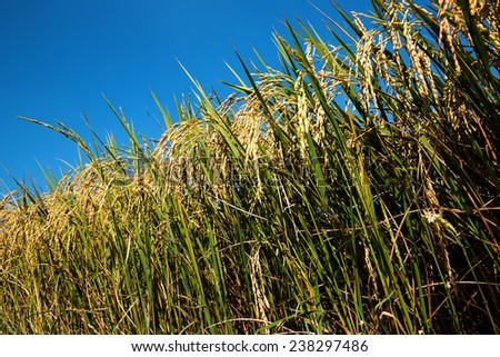 rice field.