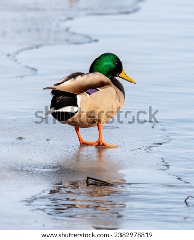 Duck on the ice of a lake in winter.
