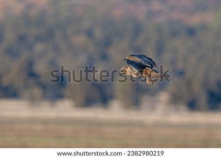 Common Buzzard (Buteo buteo) searching for prey in the air.