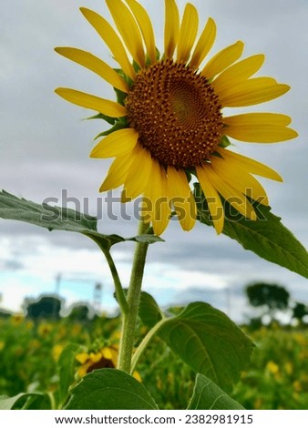 beautiful sunflower in evening.evening  with sunflower yard