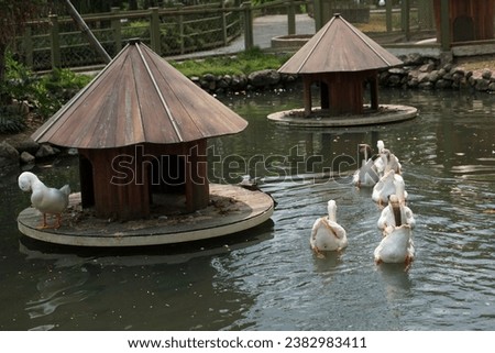 The white ducks are swimming in a pond