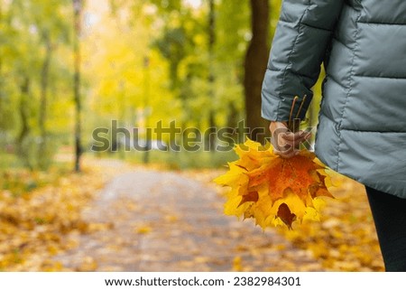 girl walks through the park with autumn leaves in her hand. herbarium of autumn leaves Royalty-Free Stock Photo #2382984301