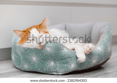 white cat with red spots sleeps in a bed. cat sleeps in a bed. High quality photo Royalty-Free Stock Photo #2382984303