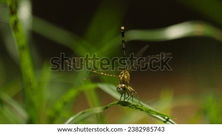 Dragonfly in a macro view with beautiful background 
