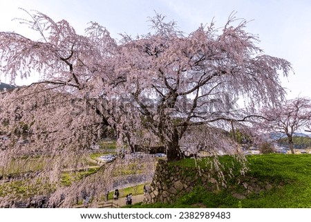 Matabei cherry tree in full bloom, Uda City, Nara Prefecture