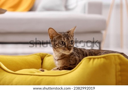 Cute Bengal cat lying on pet bed at home