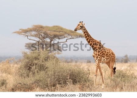 Giraffe in Masai Mara, Amboseli, Nairobi, Kenya, Africa