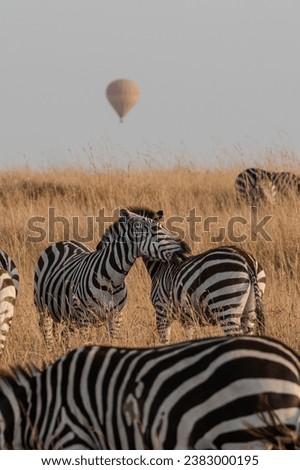 Zebras in Masai Mara Kenya Africa Royalty-Free Stock Photo #2383000195