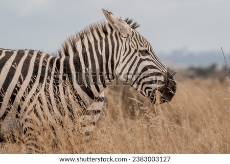 Zebras in Masai Mara Kenya Africa