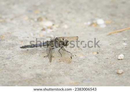 A black tailed skimmer resting on the ground, sunny day in summer, Vienna (Austria)