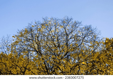 Tree tops in the autumn forest against the blue sky. The crown of an autumn tree against the sky. Autumn in the forest. Royalty-Free Stock Photo #2383007275