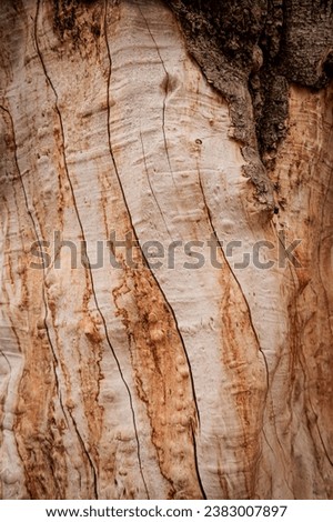 bark of tree. close-up. wood texture. Tbilisi, Georgia