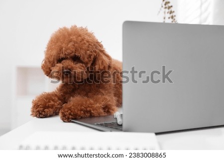 Cute Maltipoo dog on desk near laptop at home