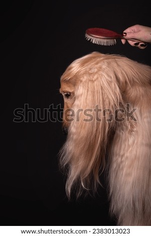 the afghan greyhound is being combed Royalty-Free Stock Photo #2383013023