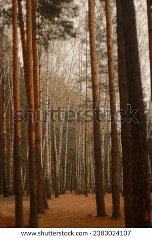 Autumn picturesque forest in Ukraine