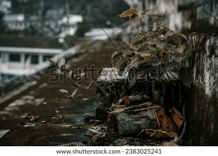 A small plant grows from concrete. Tribunes of an abandoned stadium. Moss and plants in an abandoned stadium. Royalty-Free Stock Photo #2383025241
