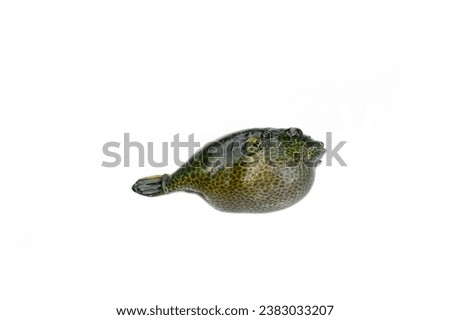 Tetraodontiformes fish isolated on white background. Royalty-Free Stock Photo #2383033207