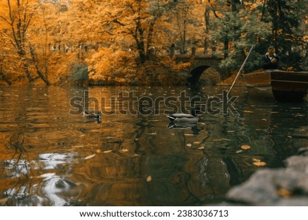 Autumn landscape, ducks on the lake.