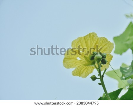 Yellow pumpkin flowers with areen leaf under blue sky