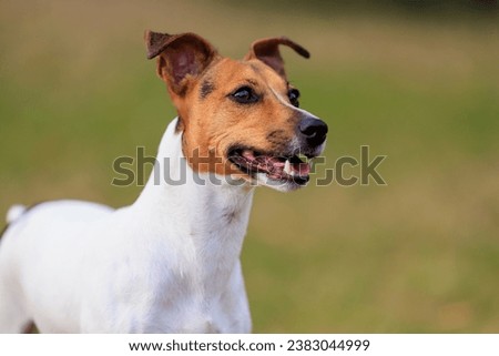 Cute dog of the Jack Russell Terrier breed on a blurred nature background. Pet portrait with selective focus and copy space for text