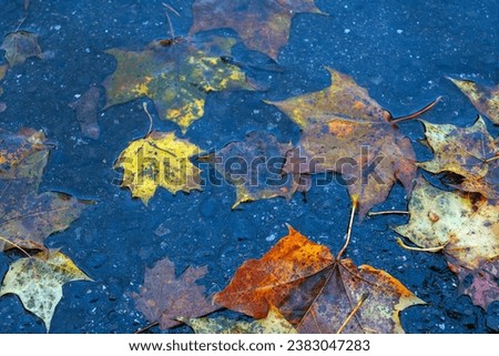 Autumn maple leaves on wet asphalt. Fallen leaves on asphalt.
