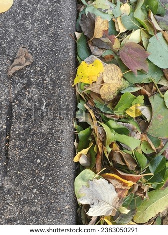 Close-up of a boundary between the sidewalk and the street, half of which is covered with dead leaves, collection, and the other for the dull and gray urban side, harmony and distraction between town