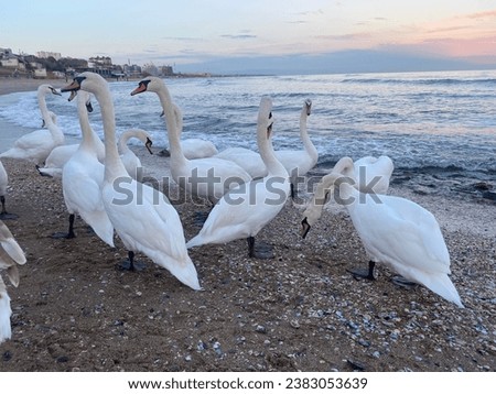 Swans on blue sea water at sunset. Evening sea and many birds and swans. Two white swan couple in love. Beautiful waterfowl Swan on the lake. Royalty-Free Stock Photo #2383053639