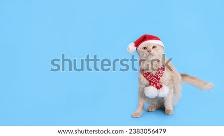 Christmas cat looking shocked or surprised. Studio portrait of a ginger cat wearing Santa Claus xmas red cap looks up. Merry Christmas. Greeting card. Happy New Year. Red Cat with Santa hat. Winter