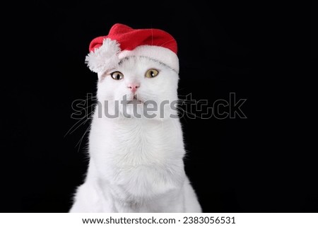 Studio portrait of a white cat looking at camera wearing Santa Claus xmas red cap on a black background. Copy space. Christmas cat. Kitten with Santa hat. Xmas. Winter. Merry Christmas. Happy New Year