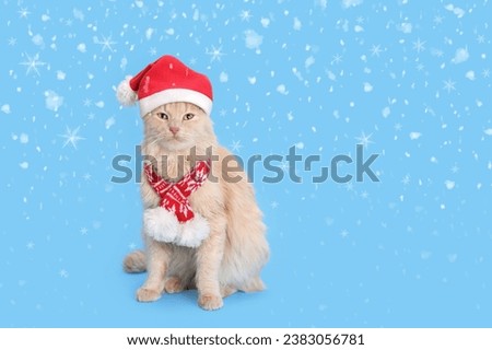 Studio portrait of a white Cat looking at camera against a blue background. Funny kitten wearing red scarf and Santa Claus xmas red cap. Cat with Santa hat. Xmas. Happy New Year. Snowflakes. Snow