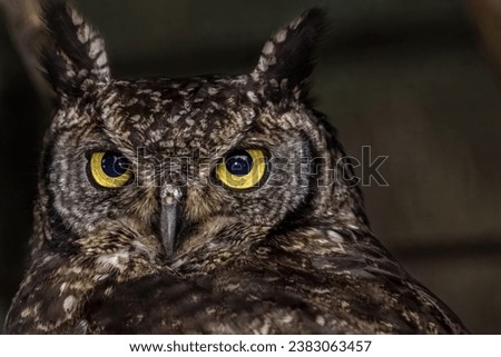 Detailed view of an owl, expressive and colorful, clear and expressive eyes, blurred background...