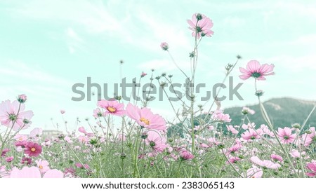 Cosmos shining in the autumn sky